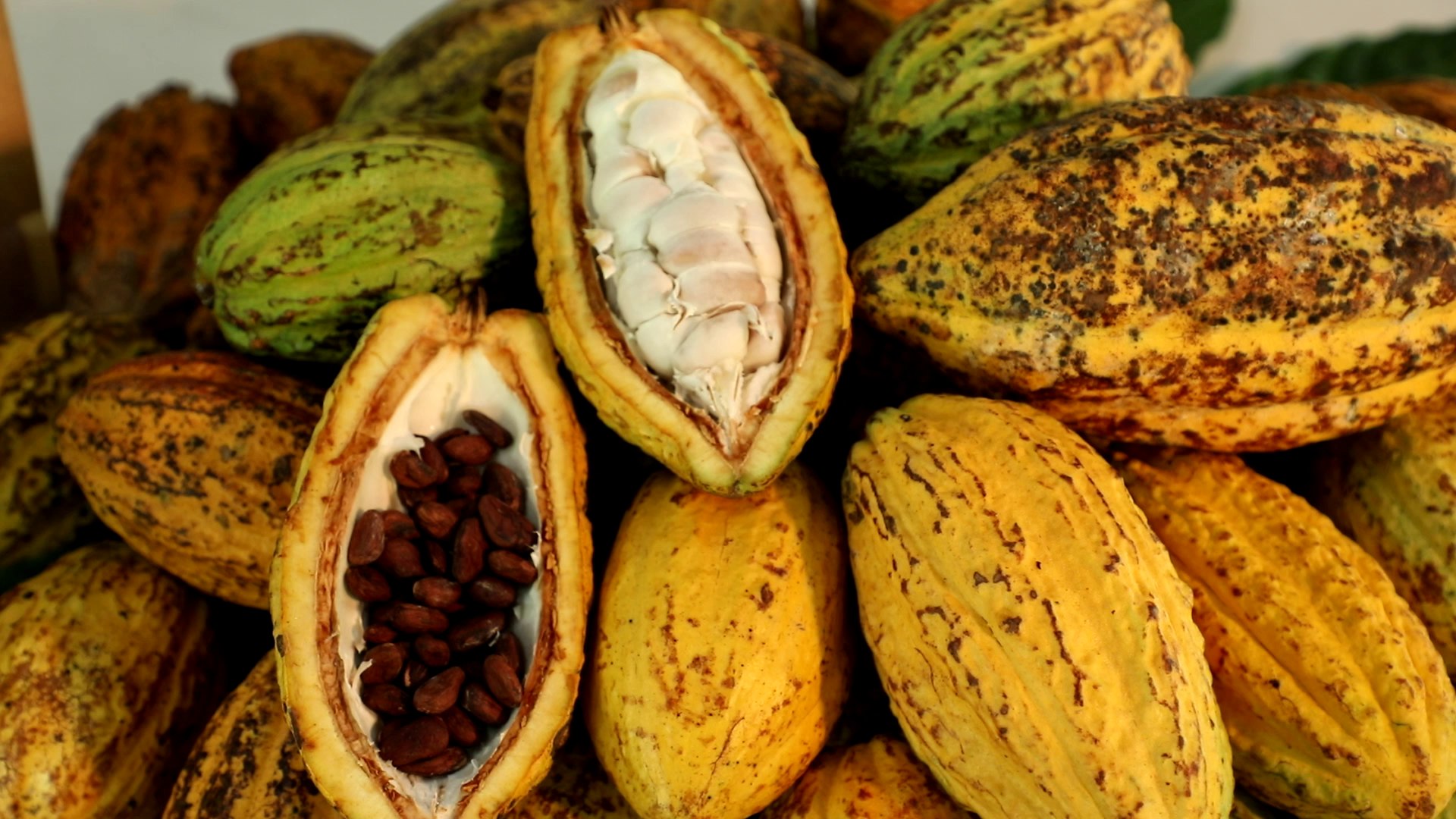 Cacao Cocoa (คาเคาโอ้ โกโก้) — franchise photo